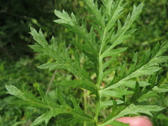 Artemisia armeniaca