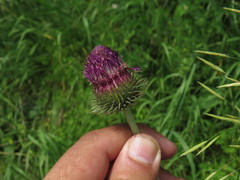Carduus hamulosus