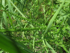 Carduus hamulosus