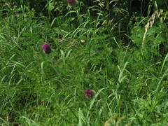 Carduus hamulosus