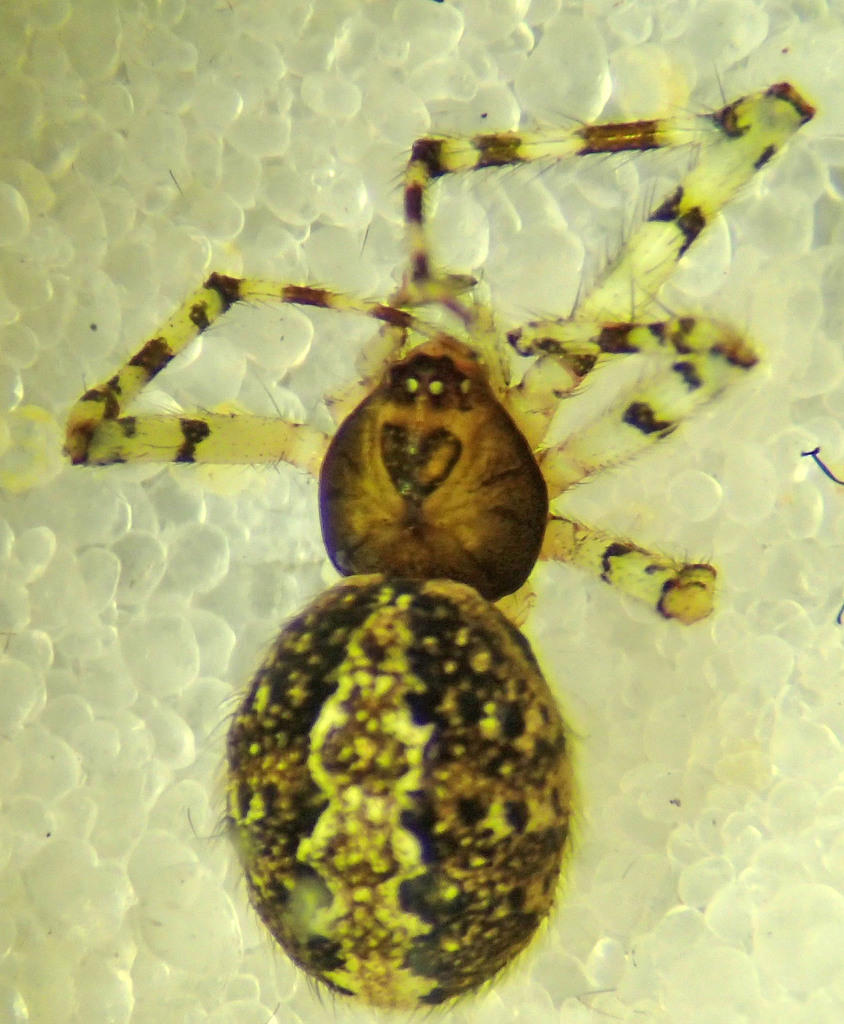 Theridion melanurum