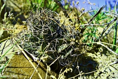 Astrophytum capricorne