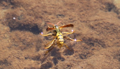 Golden Paper Wasp photo 3