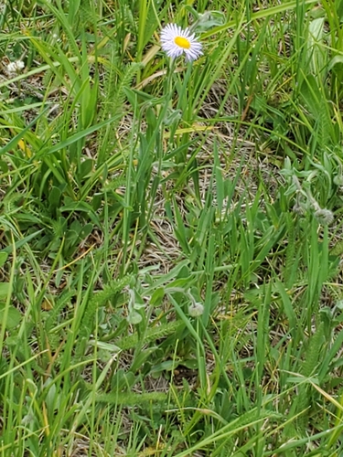 Image of Erigeron formosissimus by no rights reserved