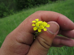 Erysimum canescens