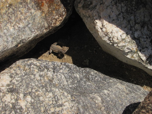iNaturalist observation photo of Western Side-blotched Lizard