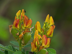 Crotalaria goreensis