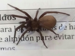 Araneae