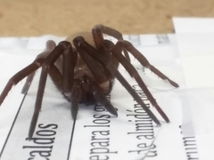 Araneae