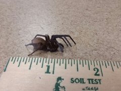 Araneae