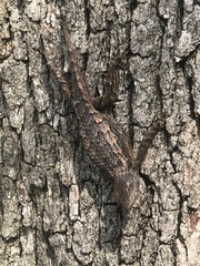 Sceloporus olivaceus