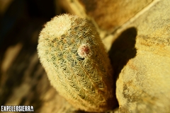 Echinocereus pectinatus pectinatus