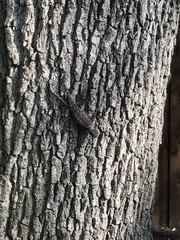 Sceloporus olivaceus