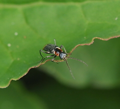Axinotarsus pulicarius