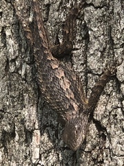 Sceloporus olivaceus