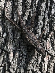 Sceloporus olivaceus