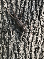 Sceloporus olivaceus
