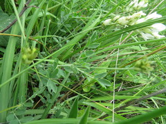 Astragalus albicaulis