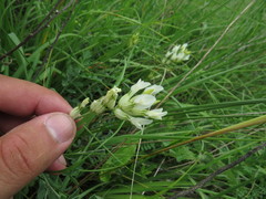 Astragalus albicaulis