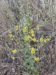 Verbascum sinuatum