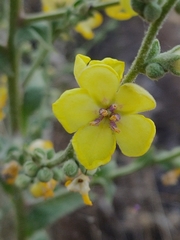 Verbascum sinuatum