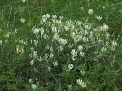 Astragalus albicaulis