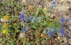 Eryngium dilatatum