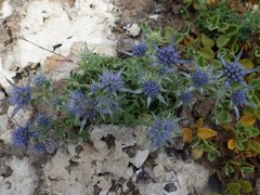 Eryngium dilatatum
