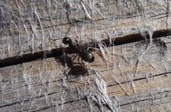 Camponotus modoc