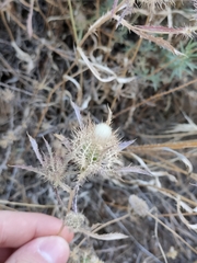 Atractylis cancellata