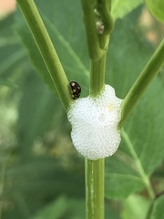 Brachiacantha ursina