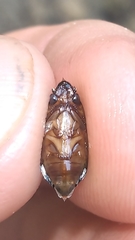 Dineutus discolor