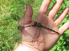 Cordulegaster erronea