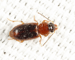 Acupalpus pauperculus