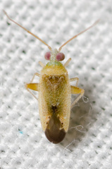 Parthenicus juniperi