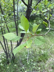 Crataegus rivularis