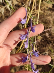 Delphinium gracile
