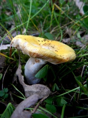Russula risigallina