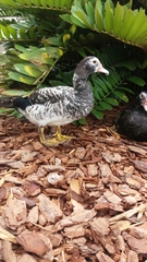 Cairina moschata domestica