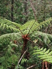 Cyathea australis