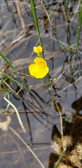 Utricularia intermedia