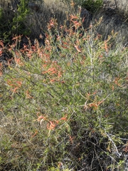 Anisacanthus linearis