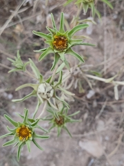 Asteriscus aquaticus