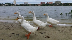 Anas platyrhynchos domesticus