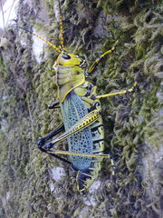 Taeniopoda tamaulipensis