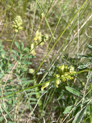 Astragalus collinus