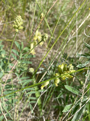 Astragalus collinus