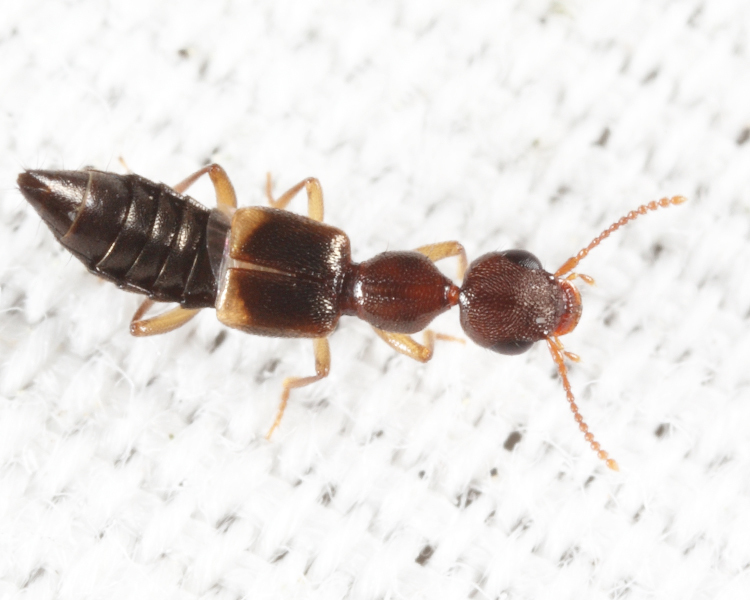 Rugilus angularis