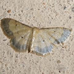 Idaea politaria