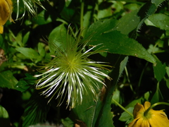 Clematis tangutica